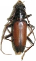 Plocaederus bipartitus 