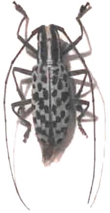 Lamiinae Lamiini Macrochenus isabellinus