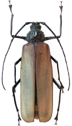 Antarctica thee Overtekenen Prioninae Macrotomini Macrophysis luzona" - Worldwide Cerambycidae Photo  Gallery