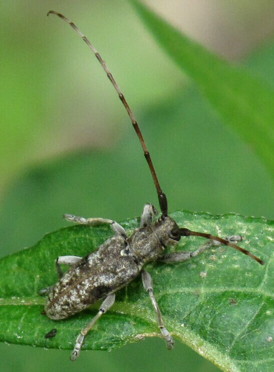 Cerambycoidea Forum - China: Acalolepta degener