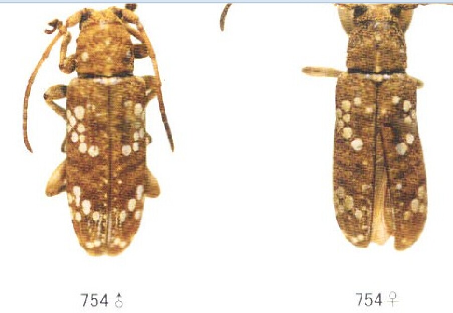 Cerambycoidea Forum - India, Apomecyna histrio vs saltator